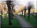 Pollarded trees in the church yard in NN6 7WH