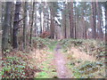 Hundred Acre Plantation path near Brancepeth in DL15 0TH