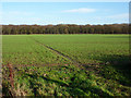 Footpath to Long Wood in CO5 0RH