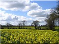 Oilseed rape, south of Poringland in NR14 7LH