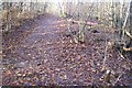 The White Trail in RSPB Tudeley Woods in TN11 0NL