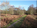 Footpath through Pods Wood in CO5 0ER