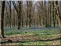 Bluebell woods in SO51 0QT