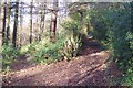 Footpath near Marsleyharbour Wood in TN2 4NP