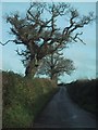 Trees overhang Red Rock Road in EX5 5HH