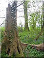 King's Wood near Ampthill in MK45 2EZ