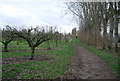 Footpath by the orchards in ME15 8RY