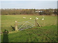 Field Footpath near Newton and Europark in Newton and Biggin
