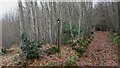 Footpath through Northpark Copse in GU29 0BH