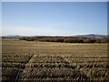 Stubble near Eslie Moss in AB30 1RL