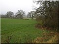 Field and trees near Staple Fitzpaine in TA3 5BL