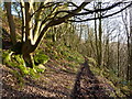 Woodland path near Northwood, by Rowsley in DE4 2HS