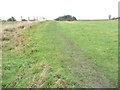 Footpath heading across a field, towards Caudle Hill Plantation in WF11 9FD
