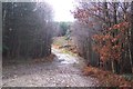 Access track near Chittenden Wood in TN17 3PB