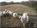 Confrontational Sheep on Whin Loan, near Kilsyth in G66 8AL