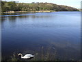 Lone Swan on Banton Loch in G65 0QE