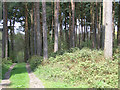 Pines near Hillmotts Farm in SL2 3XD
