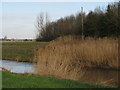Reeds by the River Parrett in TA7 0AD