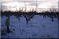 Snow covered path through an orchard in ME9 9BD