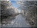 Snow-laden trees in Flatts Lane (view north-east) in TS6 0FE