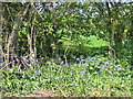 Bluebells near Cracknut Hill in B80 7DS