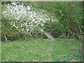 Footbridge and blossom in B80 7EP