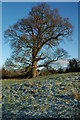 Oak tree at Stanley Pontlarge in GL54 5HD