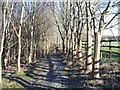 Footpath in the wood in GL54 5RU