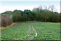 Tractor track through young oilseed rape, Staverton in NN11 6JW