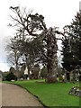 Magnificent old gnarled tree in the churchyard at St James, Birdham in PO20 7SP