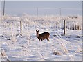 Roe Deer Near Thornhill in FK8 3QQ