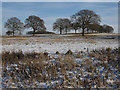 Snow on rough grass behind Runten's Farm in RG27 9BD