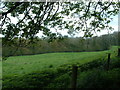 Temple Wood near Selborne in GU34 3LR