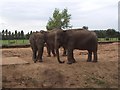 Elephants in CV9 3PX