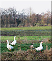 Domestic geese by the River Nar in PE32 1JG