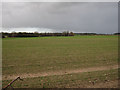 Winter cereal crop by the River Kennett in IP28 8JG