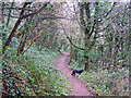 Footpath in the woods in TQ1 2JJ