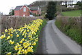 Daffodils by Pen-aran Cottage in Kerry