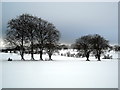 Trees in Snow Covered Fields in G75 9DT