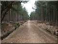 West Moors, forestry road in BH22 0HA
