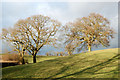Trees north of Tiltup's Wood, Barby in CV23 8UR