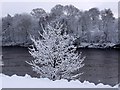 Tree by River Tyne in NE41 8EB