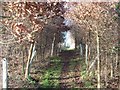 Through the newly planted wood in OX15 5AR