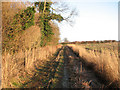 Track on the southern edge of Murgot's Covert in PE37 8BU