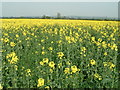 Oil seed rape field in LU7 9FR
