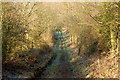 A copse beside the bridleway from Staverton to Braunston in NN11 6JS
