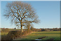 Tree in the hedge beside the bridleway from Staverton to Braunston in NN11 6JS