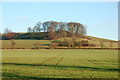 Clump of trees east of the bridleway from Staverton to Braunston in NN11 8NP