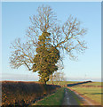 Ivy-clad tree in a hedgerow north of Staverton in NN11 8NP
