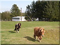 Miniature Ponies at Newlands Farm in G66 7NP